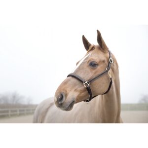 Licol cuir Largo Horze - Marron